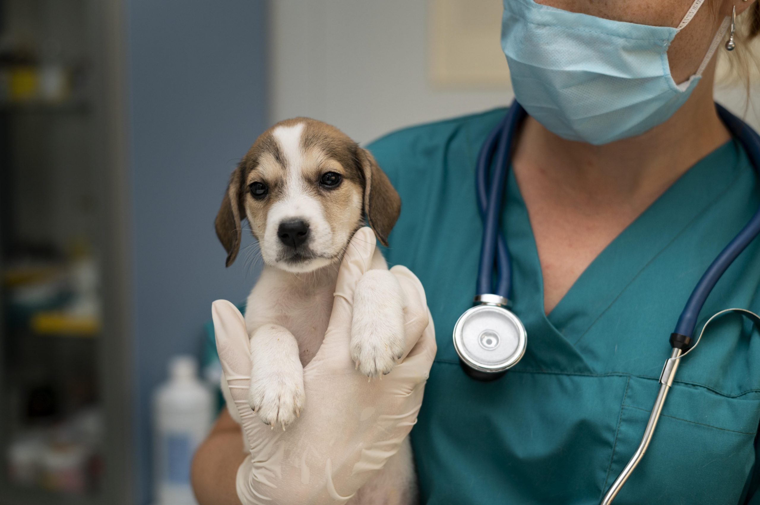 close-up-veterinarian-taking-care-dog-scaled close-up-veterinarian-taking-care-dog-scaled
