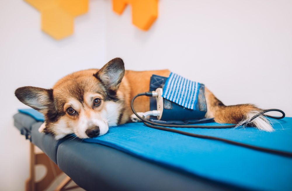Welsh,Corgi,Pembroke,Dog,During,A,Dog,Magnetic,Therapy,Session Welsh,Corgi,Pembroke,Dog,During,A,Dog,Magnetic,Therapy,Session