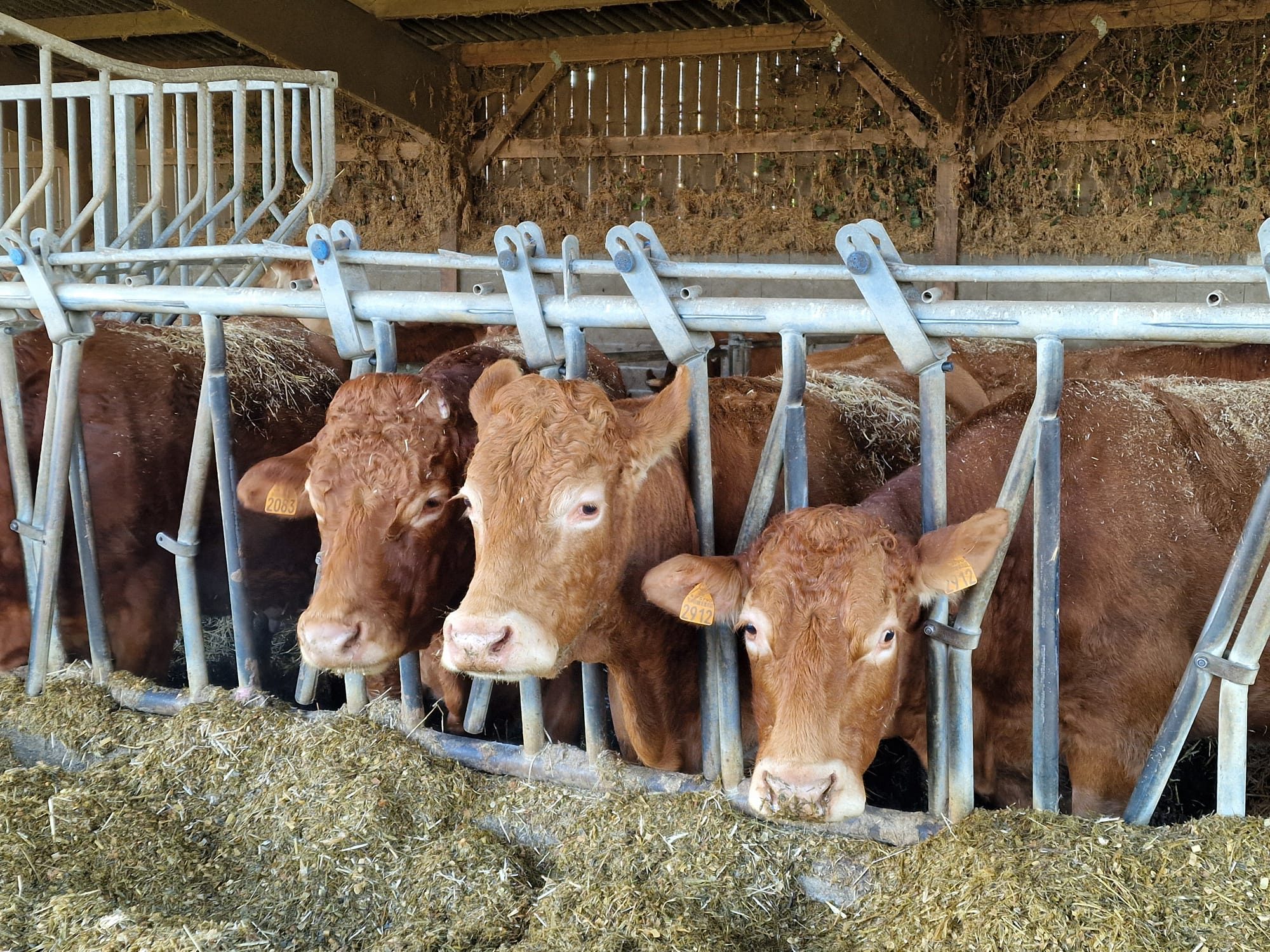 IMG-20250716-WA0021 IMG-20250716-WA0021